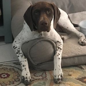 Meet your Posher, Teddy